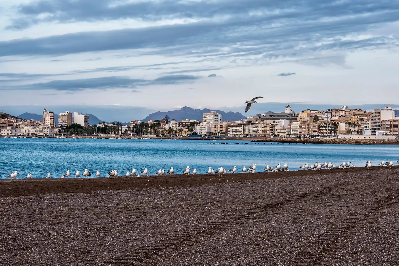 Meeuwen op het strand van Águilas met de stad op de achtergrond