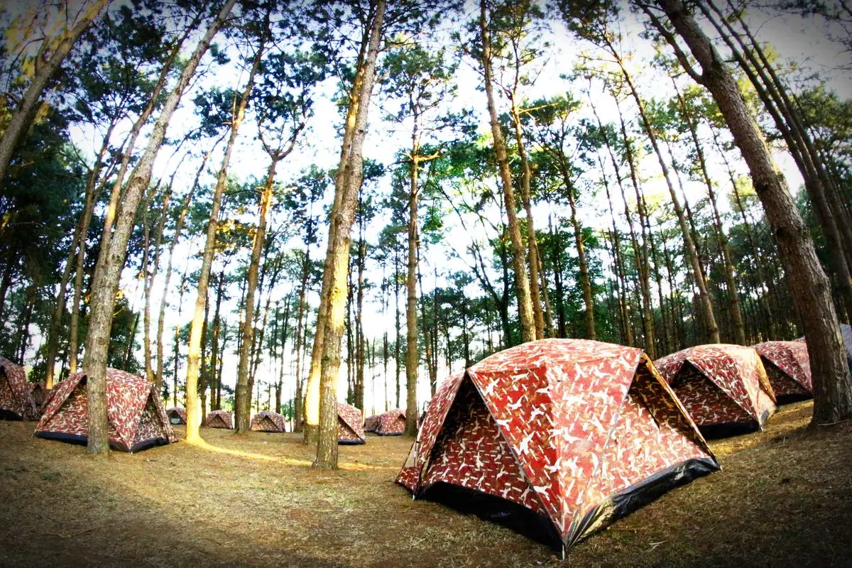Tenten op een camping tussen hoge pijnbomen