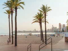 Palmbomen op het strand van Benidorm met de skyline op de achtergrond